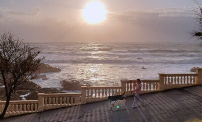 Porto: A Pet-Friendly Paradise